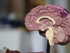 Meta’s Tribe v2 AI predicts brain activity across untrained languages Meta's Tribe v2 AI predicts brain activity across untrained languages