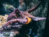 Fossil Jaws Show Cretaceous Octopuses Reached Whale-Like Sizes Fossil Jaws Show Cretaceous Octopuses Reached Whale-Like Sizes