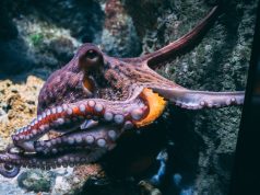 Fossil Jaws Show Cretaceous Octopuses Reached Whale-Like Sizes Fossil Jaws Show Cretaceous Octopuses Reached Whale-Like Sizes