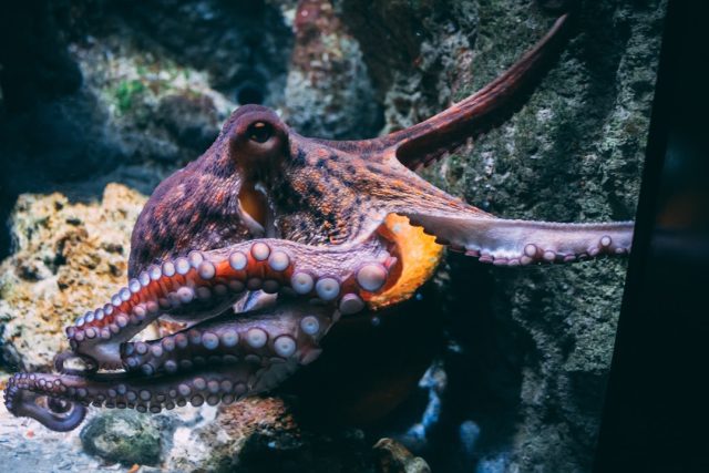 Fossil Jaws Show Cretaceous Octopuses Reached Whale-Like Sizes Fossil Jaws Show Cretaceous Octopuses Reached Whale-Like Sizes