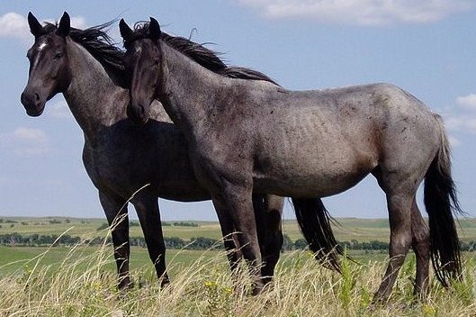 Predator recognition persists in horses when viewing wolves on-screen