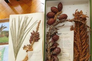 Taxonomy in the Age of AI: Species Classification Errors Grow
