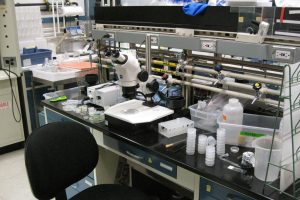 AI designs synthetic viruses to combat superbugs in lab tests