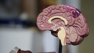 Meta’s Tribe v2 AI predicts brain activity across untrained languages