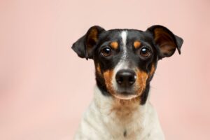 Australian Man Uses AI to Create Cancer Vaccine for Dying Dog
