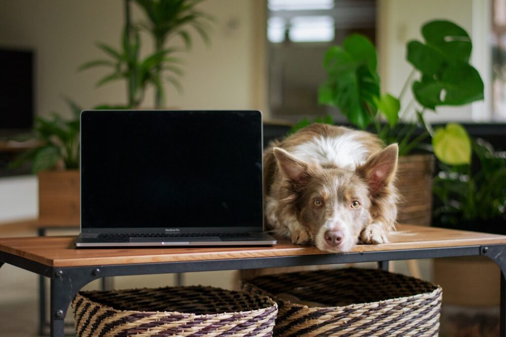 Australian IT Professional Uses AI to Design Custom Vaccine for Dog's Cancer