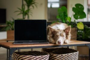 Australian Man Uses AI to Create Cancer Vaccine for Dog