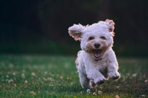 IT Professional Uses AI Tools to Create Custom Vaccine for Dying Shelter Dog