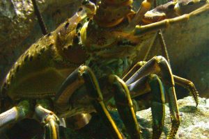 OpenClaw: Universal AI Solution Leverages Lobster’s Parallel Processing